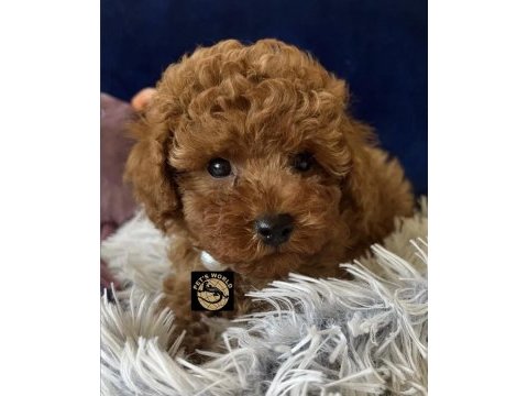 Teacup poodle yavrularımız