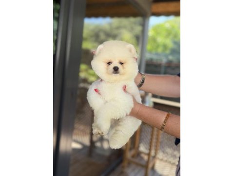 Üst düzey show kalite pomeranian boo
