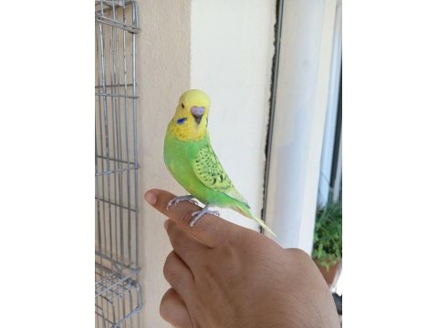 Rengarenk muhabbet kuşu yavrular