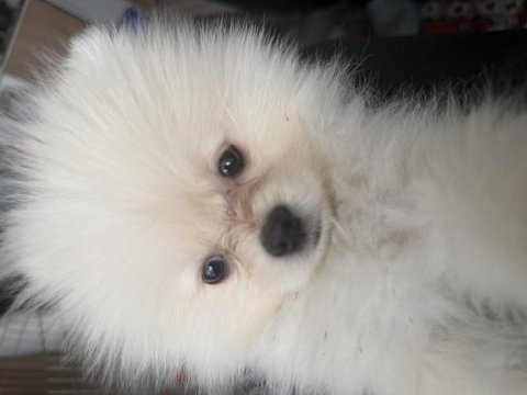 Uslu zeki pomeranian boo dünyalar tatlısı yavrumuz
