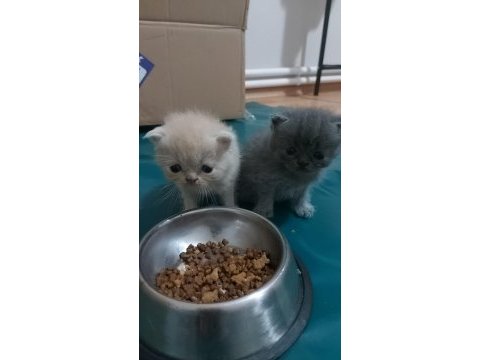 Saf kan exotic shorthair kediler