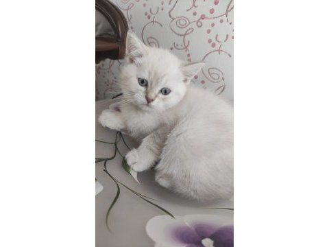 British shorthair erkek hemen teslim