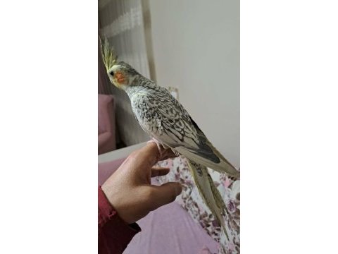 Ele alışkın sultan papağanı