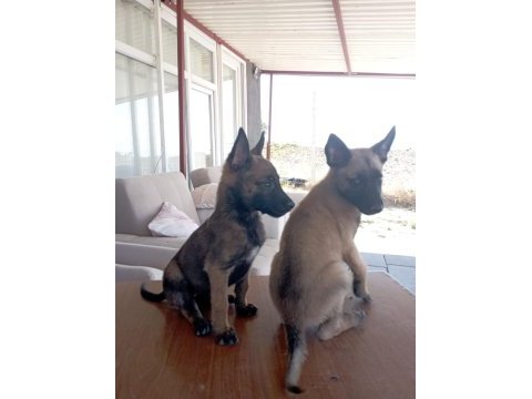 Malinois bebekler yeni yuvalarını arıyorlar