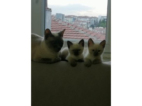 Kırık kuyruk safkan erkek yavru siyam kedisi