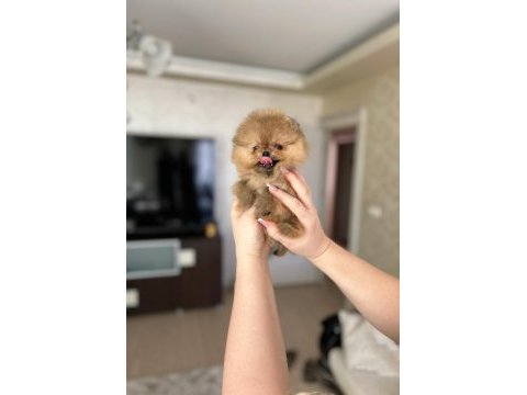 Mikro boy baby face küçük pomeranian ayıcık