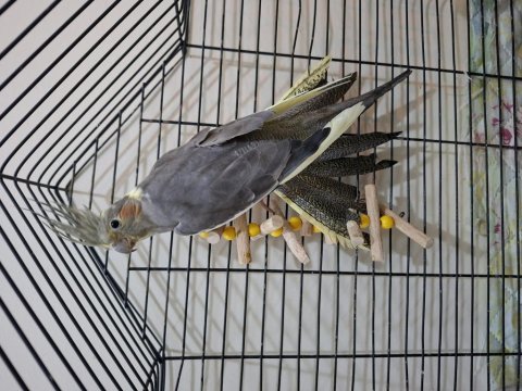 Dişi pearl - grey sultan papağanı