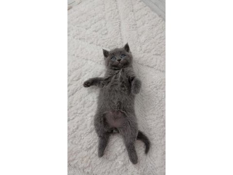 Pofuduk british shorthair bebekler