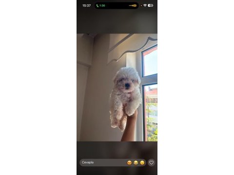 O numara maltipoo