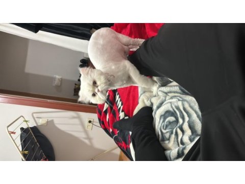 Kedimi düzgün bakabilecek birine sahiplendirmek istiyoruz