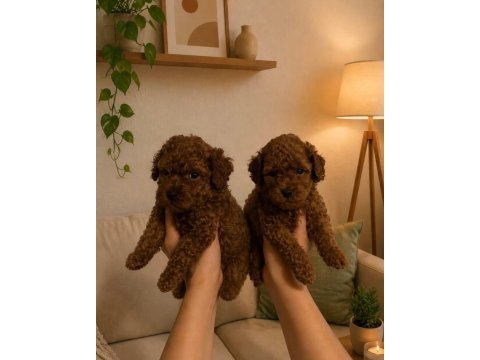 Ev üretimi tertemiz orjinal toy poodle
