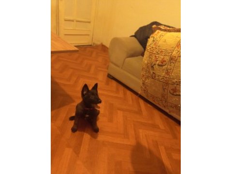 Renk güzeli dişi köpeğimize yuva arıyoruz
