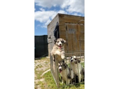 Blue merle border collie yavrular