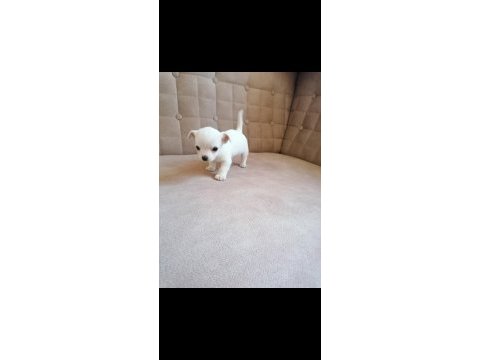 Mini boy kısa bacak şivava sağlık ve ırk garantilidir