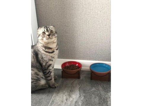 Şaşkına eş arıyorum scottish fold