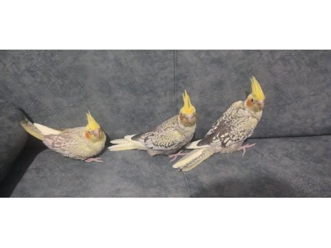 Yavru ve takım ister ayrı ister komple sultan papağanı