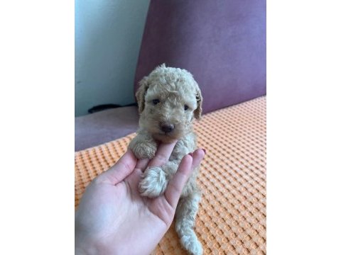 Apricot toy poodle