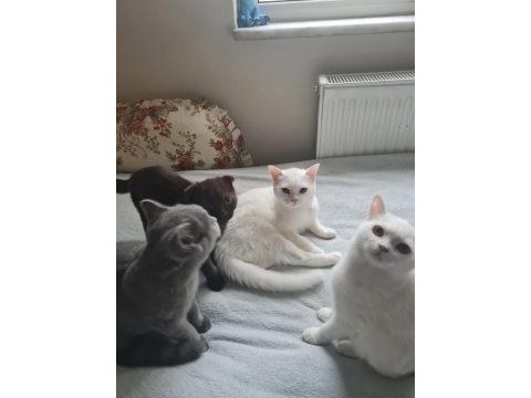Scottish fold british shorthair uyguna sahiplendirme