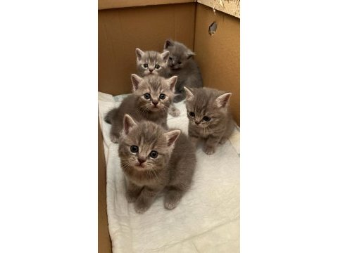 Anne baba british shorthair