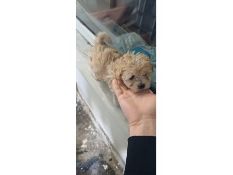Kurumsal poodle çiftliğinden f2 maltipoo bebekler