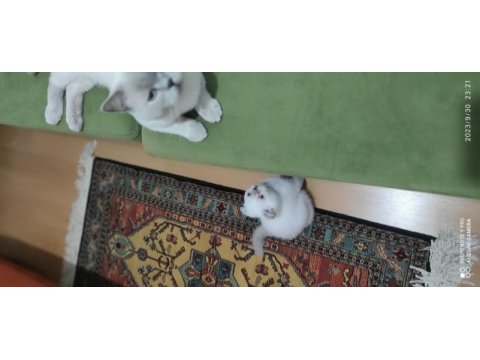 4 yaşında erkek kedimiz için dişi arıyoruz
