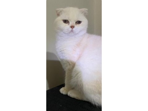 2 yaşında erkek scottish fold