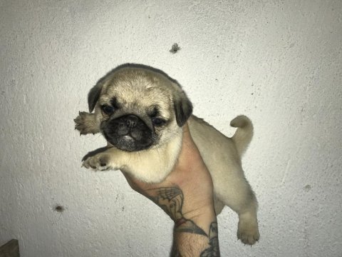 Yeni ailesini arayan kaliteli pug yavrular