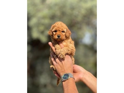 Toy poodle yavrularımız