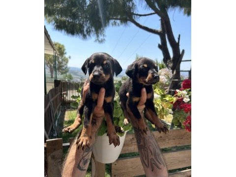 Üst kalite king doberman yavrular