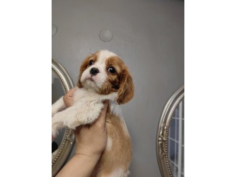 Ev ortamından safkan cavalier king charles yavrular