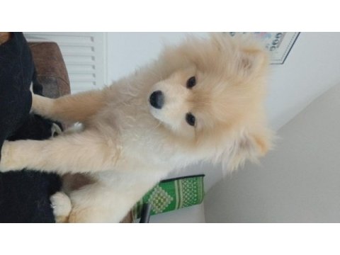Pomeranian yakışıklı coco