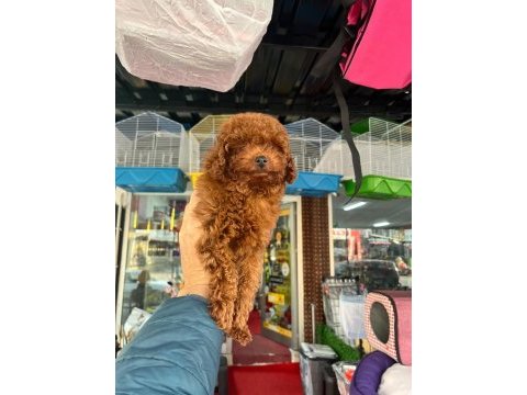 Toy poodle yavrular