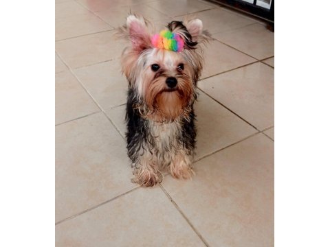 Mükemmel baby face yorkshire terrier erkek