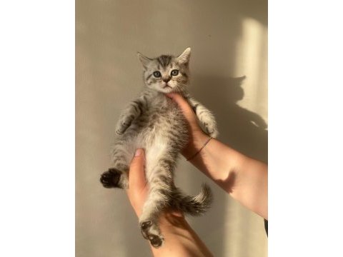 Yavru scottish fold