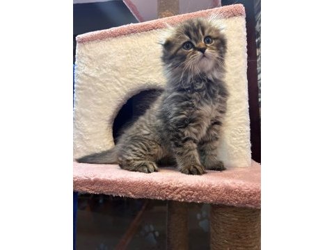 Scottish fold yavru kedimiz