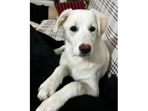 Gidecek yeri yok köpeğimiz için ankara içi yuva