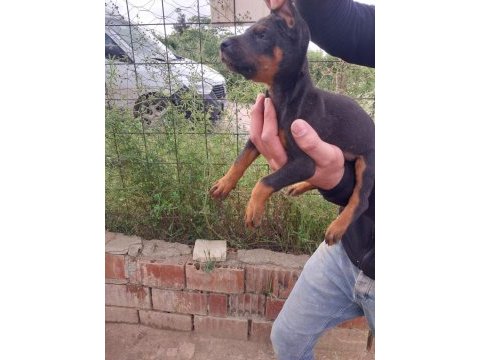 A kalite doberman yavrularımız ırk-sağlık garantilidir