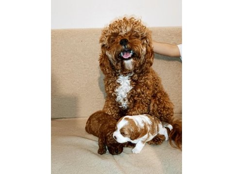 Toy poodle
