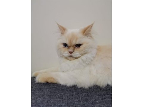 5 yaşında kısırlaştırılmış british longhair