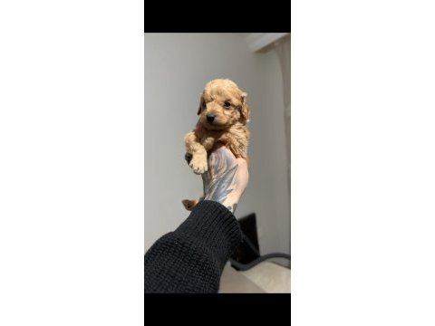 0 numara maltipoo erkek yavru 45 günlük ücretli