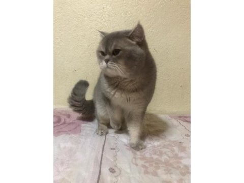 Akıllı ve uysal safkan kedimiz