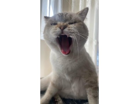 Ücretsiz sahiplendirilecek 2 yaşında british shorthair