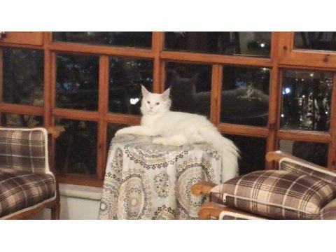Irkın en güzeli maine coon
