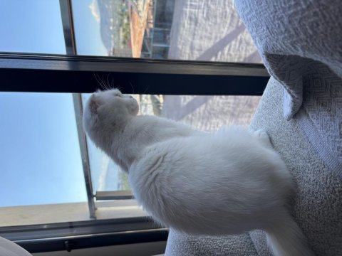 Dişi 1,5 yaşında bakımlı aşıları tam scottish fold