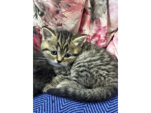 British shorthair ve scottish fold