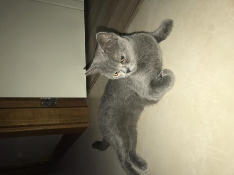 Bakımlı british shorthair shorthair