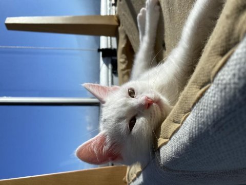 Chinchilla coconut oğlumuza yuva arıyoruz