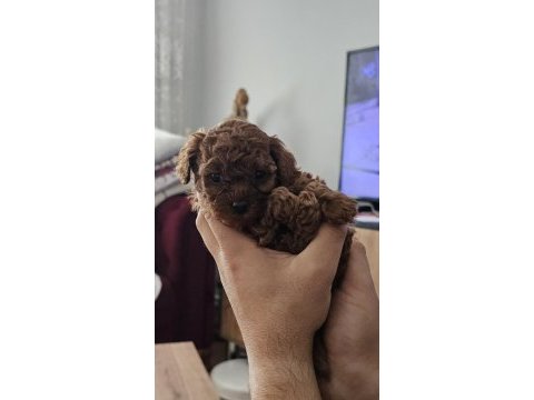 Poodle yavrularım yeni sahibini bekliyor