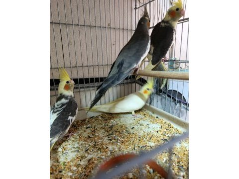 Yavru ve damızlık sultan papağanlarımız mevcuttur