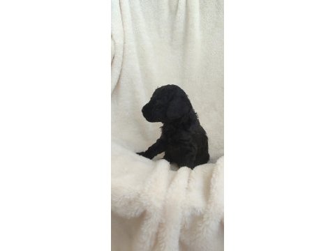 Siyah poodle inci gibi güzellikler